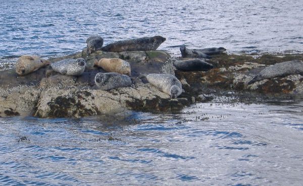 Plockton Seals