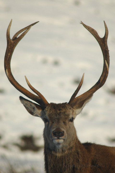 Stag in Winter